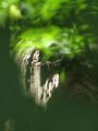 Amazonie - Les Photos d'Art de Jim d'Arcosmic